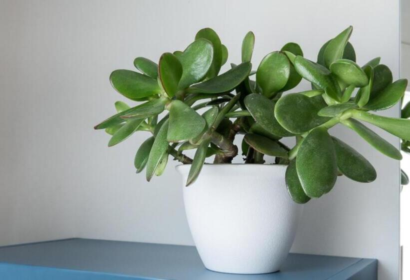 带大床的标准间, Aura  Guest House Iblea