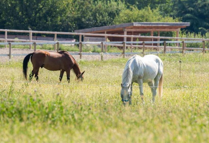 חדר סטנדרט לארבעה, Casa Viva
