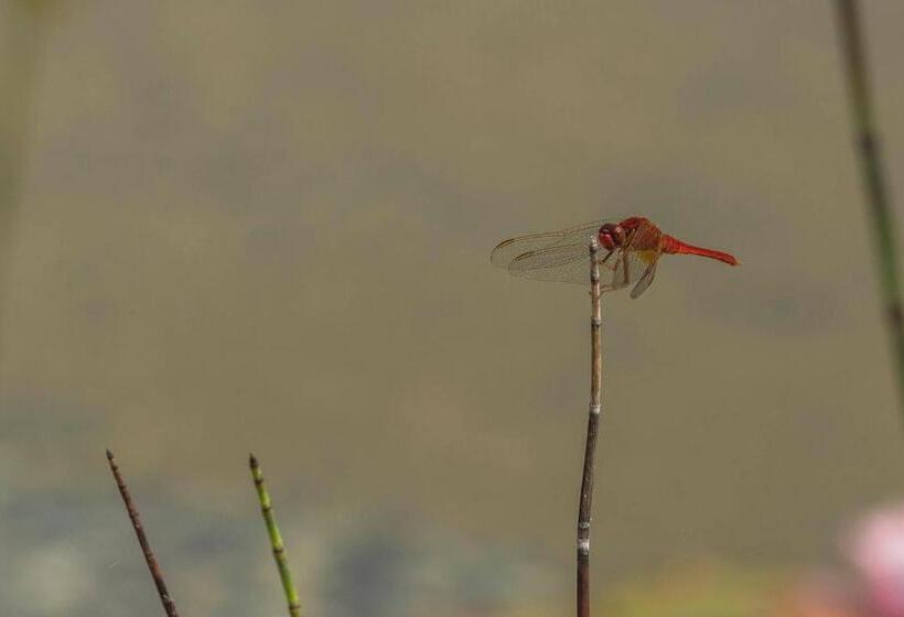 חדר לארבעה סטנדרטי עם נוף לגינה, Casa Viva