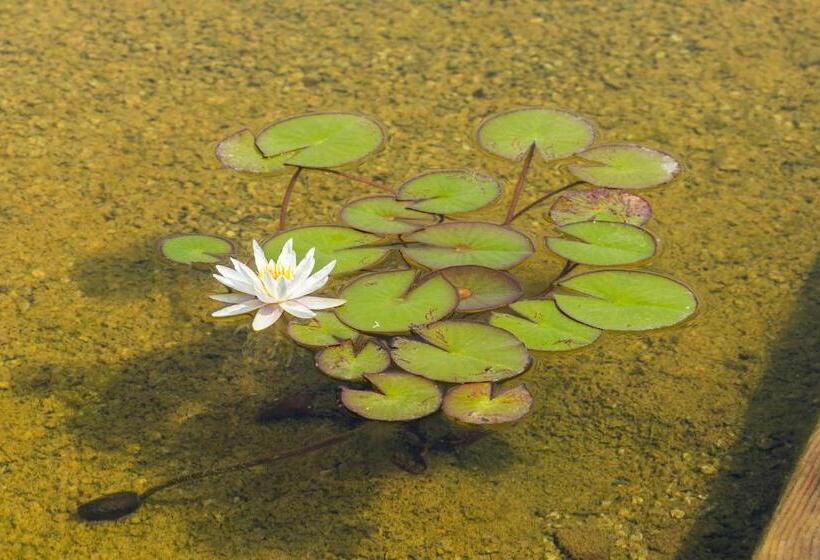 חדר סטנדרט לארבעה, Casa Viva