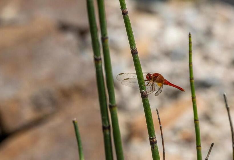 חדר סטנדרט לארבעה, Casa Viva