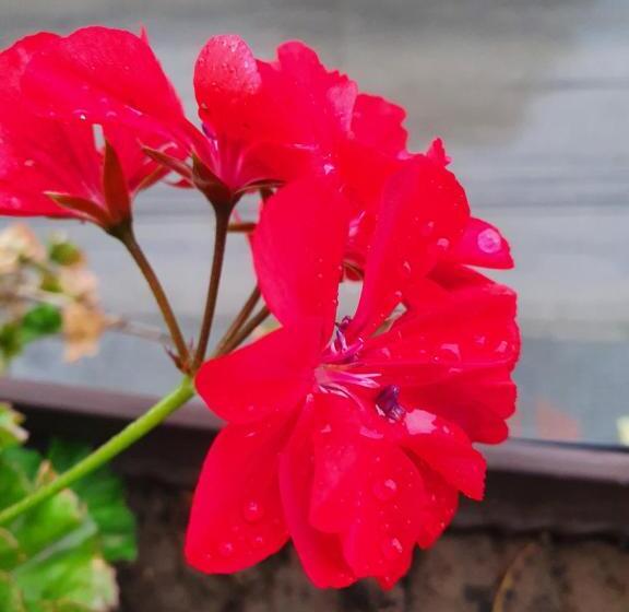 标准间带阳台, Guest House Gurkov