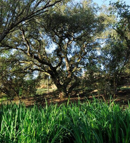 Студия Deluxe, Senteurs Du Maquis