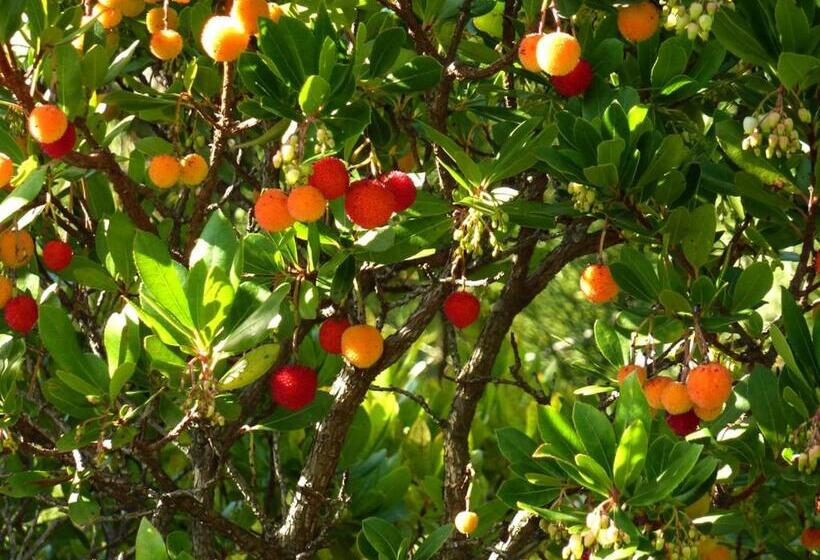 Студия Deluxe, Senteurs Du Maquis