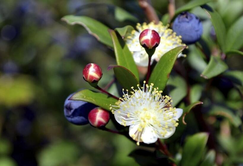 Студия Deluxe, Senteurs Du Maquis