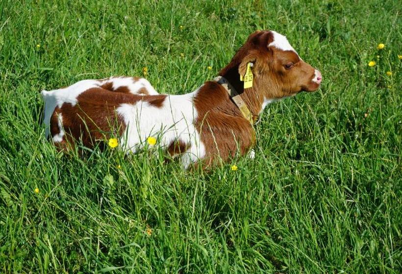 Estúdio Standard, Ehrenmättlehof Faißt