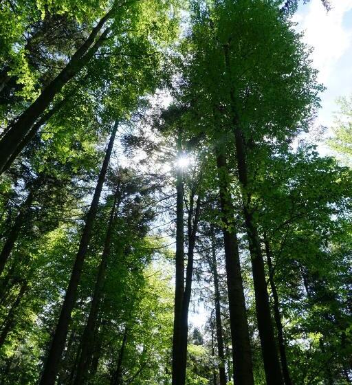 Apartamento 1 Quarto, Ehrenmättlehof Faißt