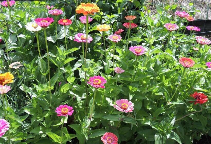 منزل 3 غرف نوم, Kerca Bio Farm