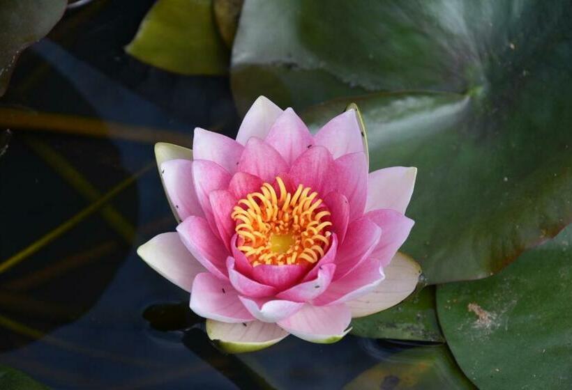 Номер Стандарт Вид на Сад, Chambres D Hotes De L Orval