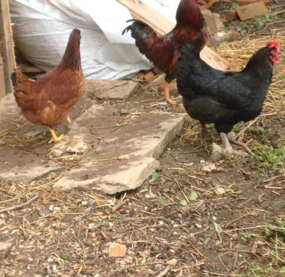 标准间, Chambres D Hotes La Source