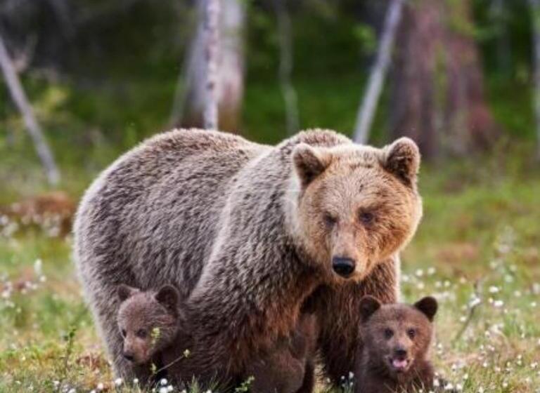 Номер Deluxe, Wellness Pension Iveta