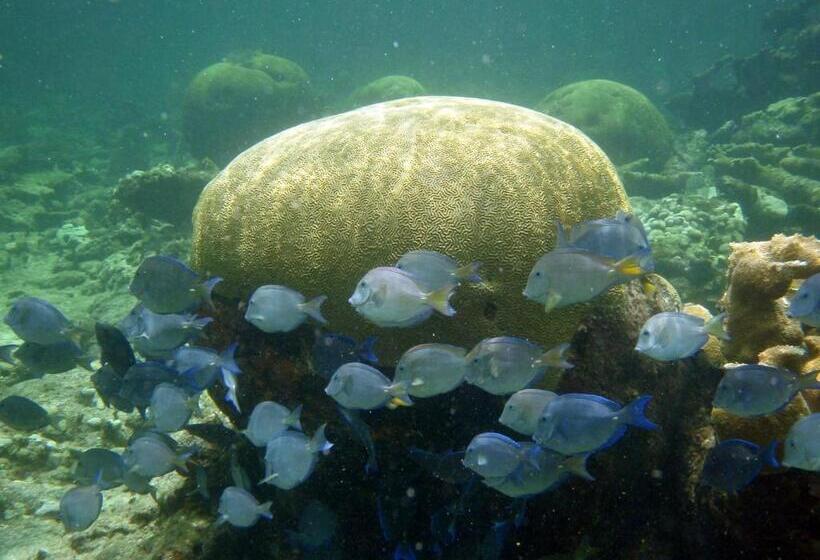 דירת חדר, Mayan Beach Garden