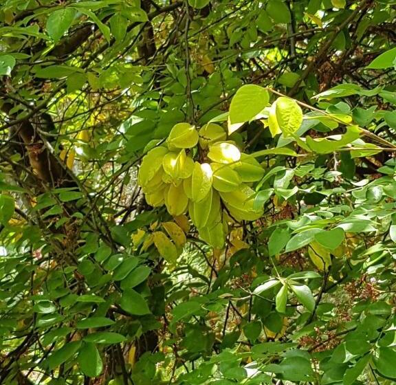 샬레, Pousada Rancho Flores