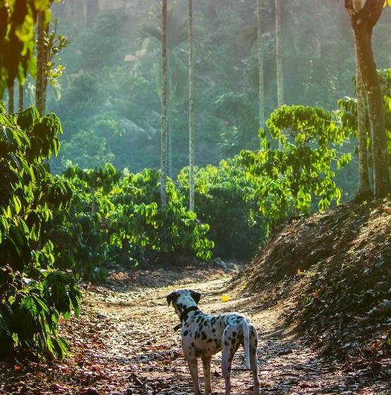 جناح ديلوكس, Tranquil Resort   Blusalzz Collection, Wayanad   Kerala