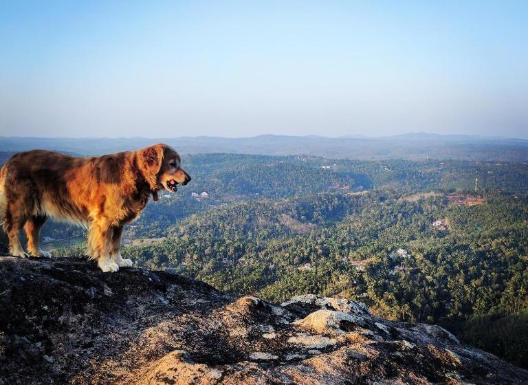 منزل غرفة نوم واحدة, Tranquil Resort   Blusalzz Collection, Wayanad   Kerala
