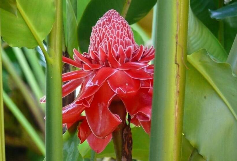 סוויטה אקזקיוטיב, Tranquil Resort   Blusalzz Collection, Wayanad   Kerala