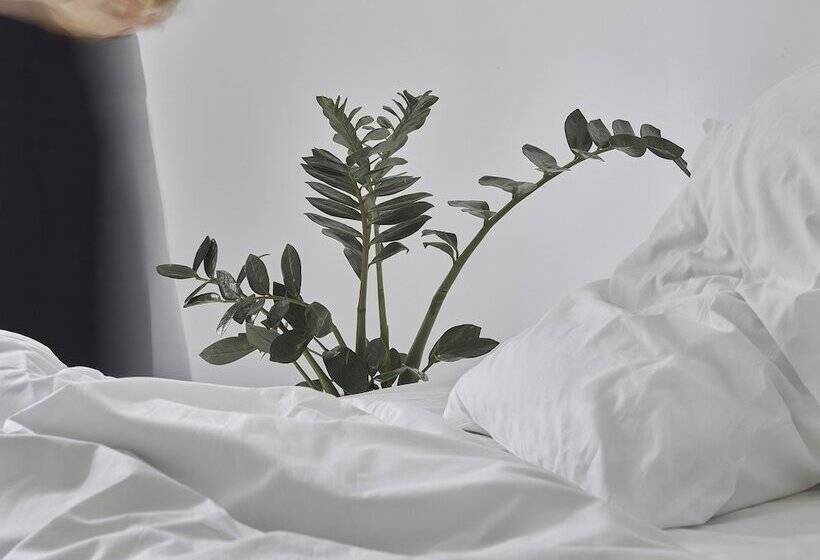 Номер Стандарт, My Brighton