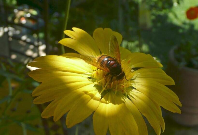 إستوديو قياسى, Le Mas Des Anges