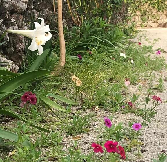 Standard Enkeltværelse, Travelers House おーさんてぃん青空舎