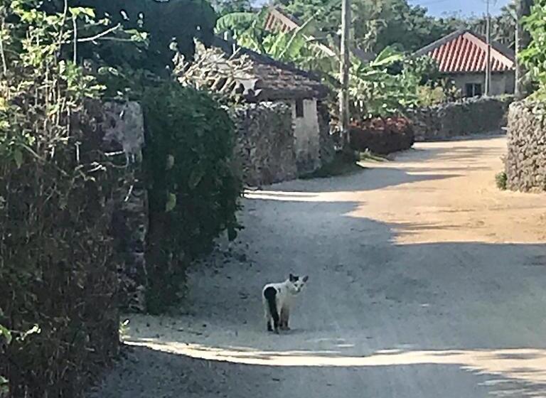 Standard Enkeltværelse, Travelers House おーさんてぃん青空舎