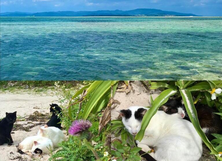 Budget Værelse, Travelers House おーさんてぃん青空舎