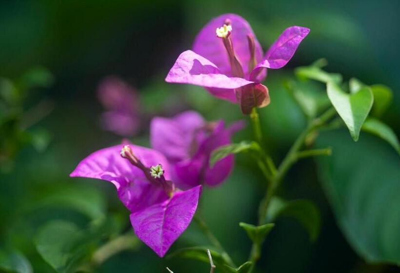 סטודיו משפחתי, Pumilio Mountain & Ocean