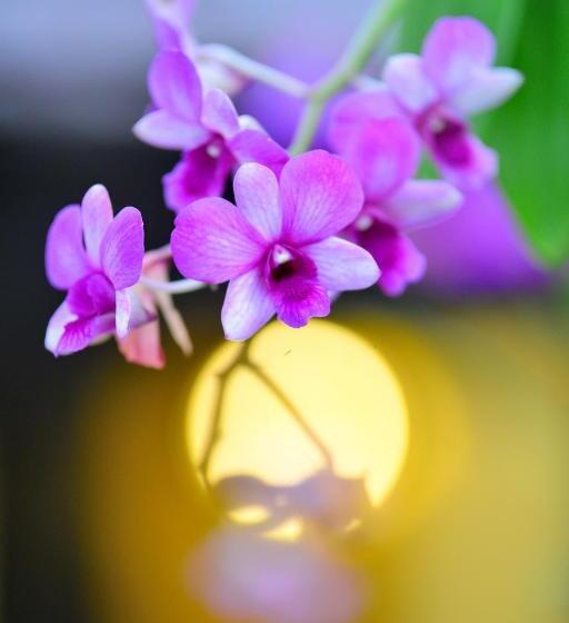 ガーデンビュースタンダードルーム, Supatra Hua Hin Resort