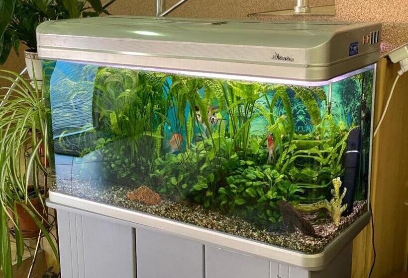 اتاق استاندارد سه نفره, ковчег