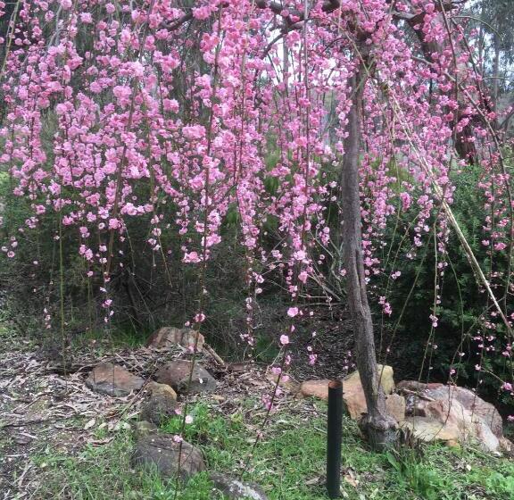 Номер Deluxe, Stephanie’s Country Cottages