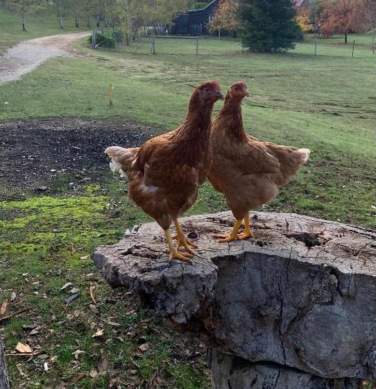Бунгало Deluxe, Stephanie’s Country Cottages