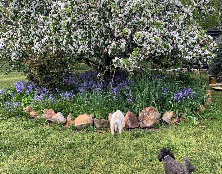 Номер Deluxe, Stephanie’s Country Cottages