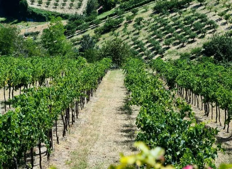 スタンダードトリプルルーム, Podere Baratta Agriturismo E Cantina