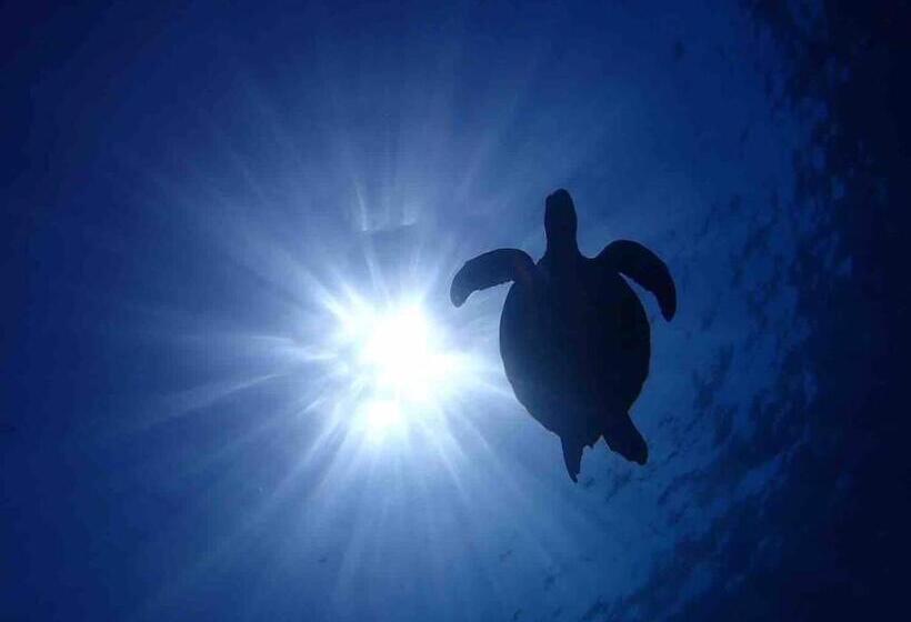 חדר סטנדרט, Blue Steak Wonder Chatan