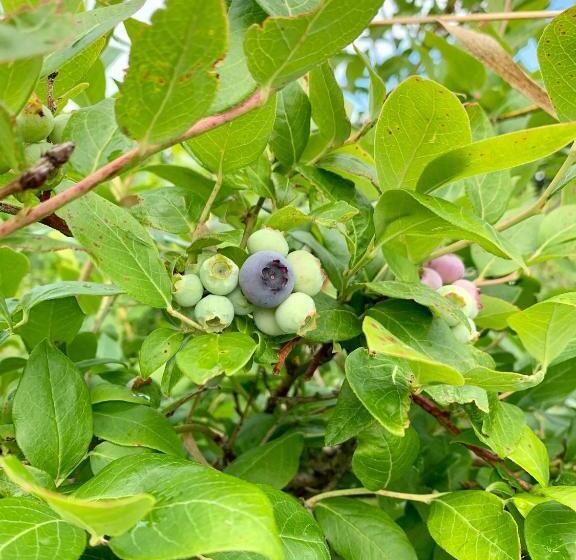 1间卧室的房子, Blueberryhouse音威子府村