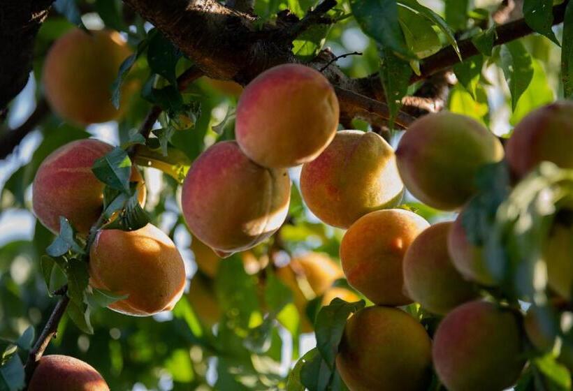 חדר סטנדרט לשלושה, Ecogranja Sierra Hermosa