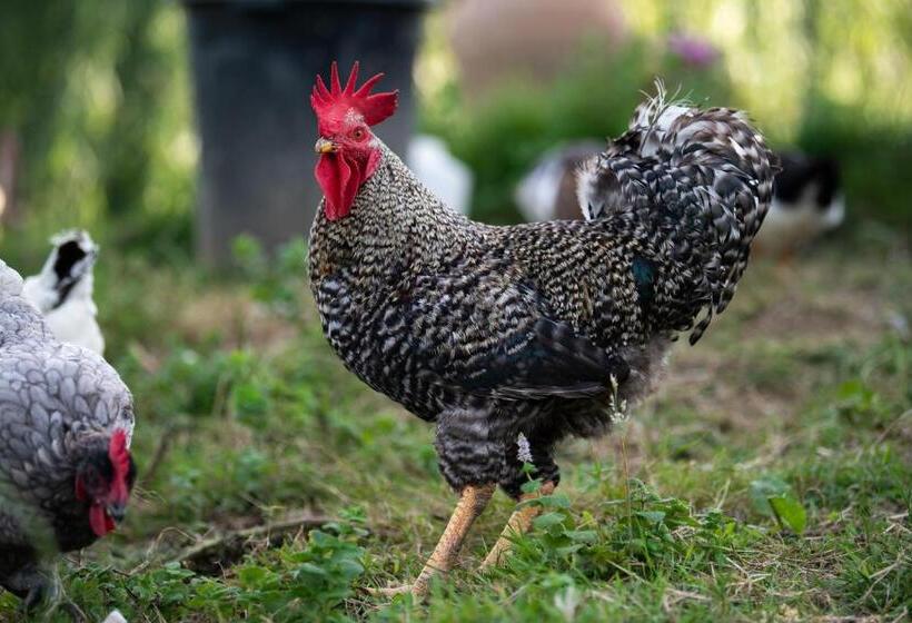 חדר סטנדרט לשלושה, Ecogranja Sierra Hermosa