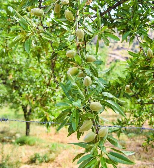 إستوديو قياسى ذو إطلالة, Casas Rurales Los Algarrobales