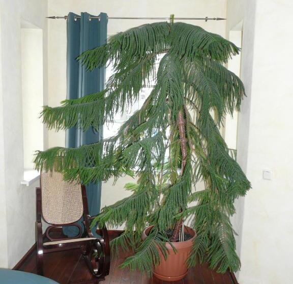 スイート, Pension Wegerich