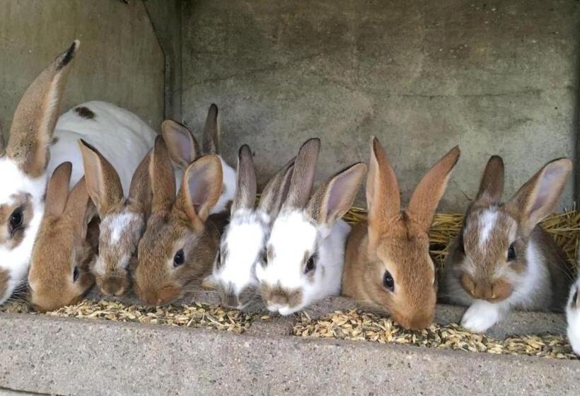 스탠다드 방갈로 침실 2개, Maison D Hôtes Casa Sana