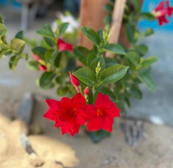 سوییت خانوادگی, Pousada Azul Blue