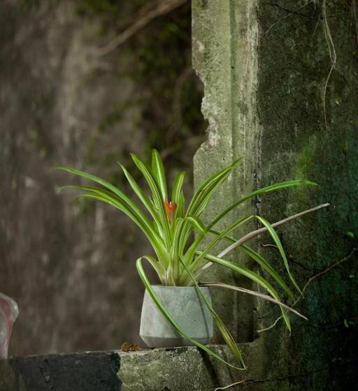 کلبه ییلاقی, Twilight Forest