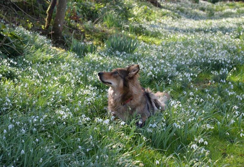 חדר סטנדרט, Thatchcombe B&b