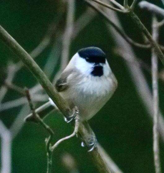 غرفة قياسية مطلّة علي الحديقة, Aux Arbres Chanteurs