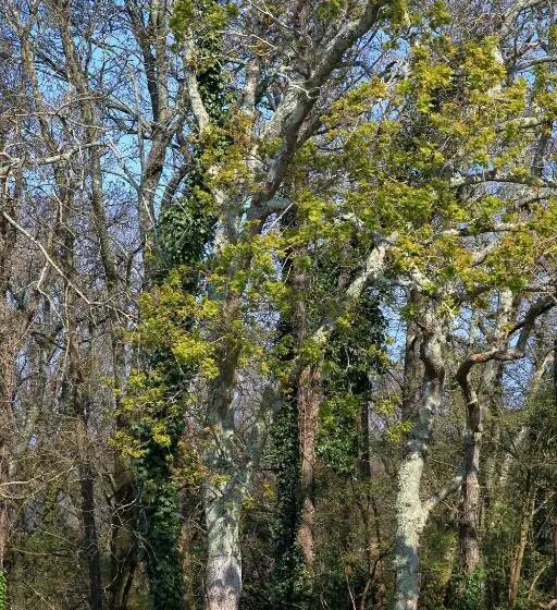 スイート（家族用）, Aux Arbres Chanteurs