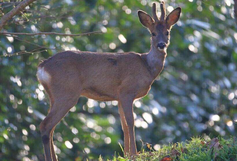 جناح عائلي, Aux Arbres Chanteurs