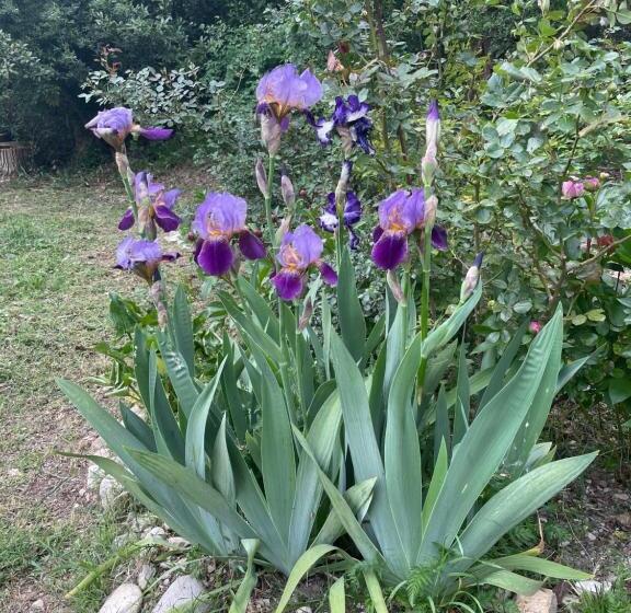 إستوديو قياسى مطلّ علي الحديقة, Casina Morgana B&b