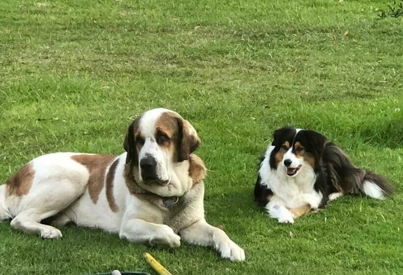 חדר דלוקס, Walsh Farm Shepherd’s Rest