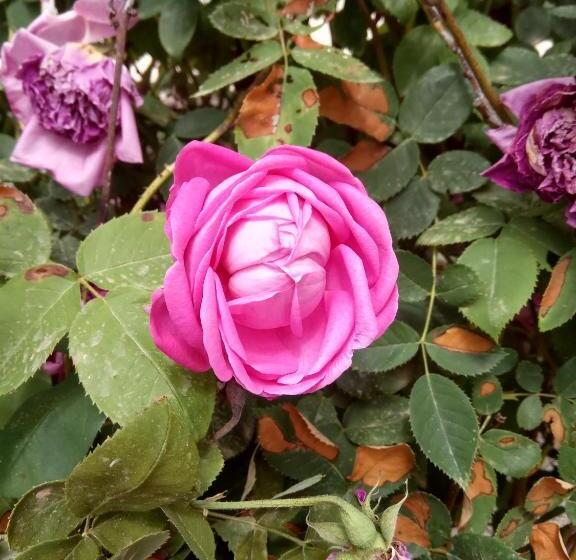 اتاق استاندارد یک نفره, Anatoli