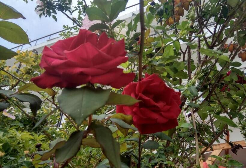 اتاق استاندارد یک نفره, Anatoli