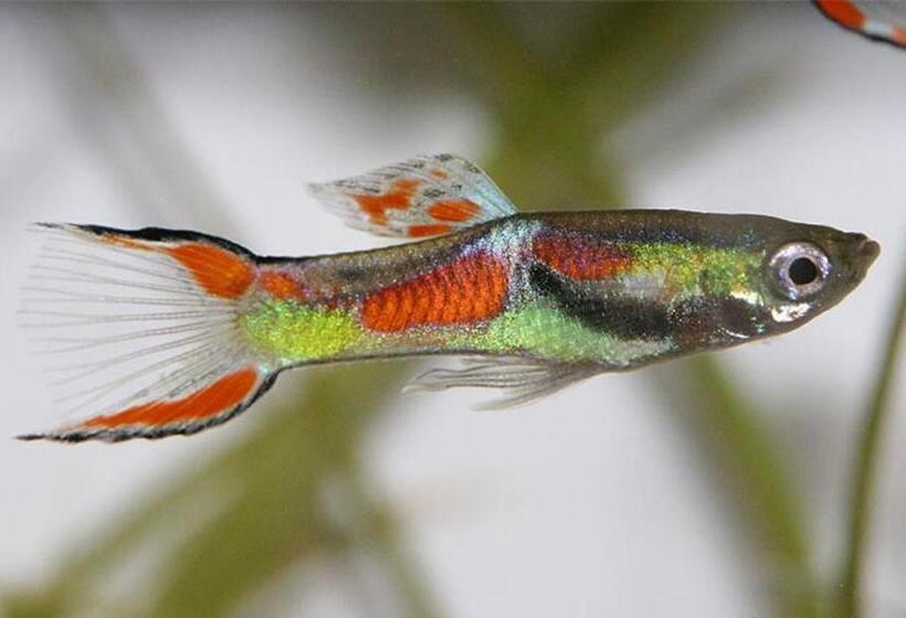 חדר סטנדרט חדר אמבטיה משותף, Aquarium Room Fish And Gastropods